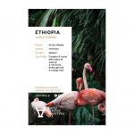 ethiopia coffee